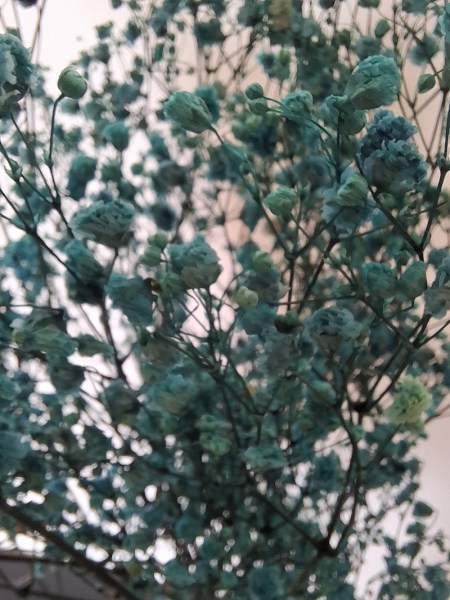 Gypsophila tyrkysova